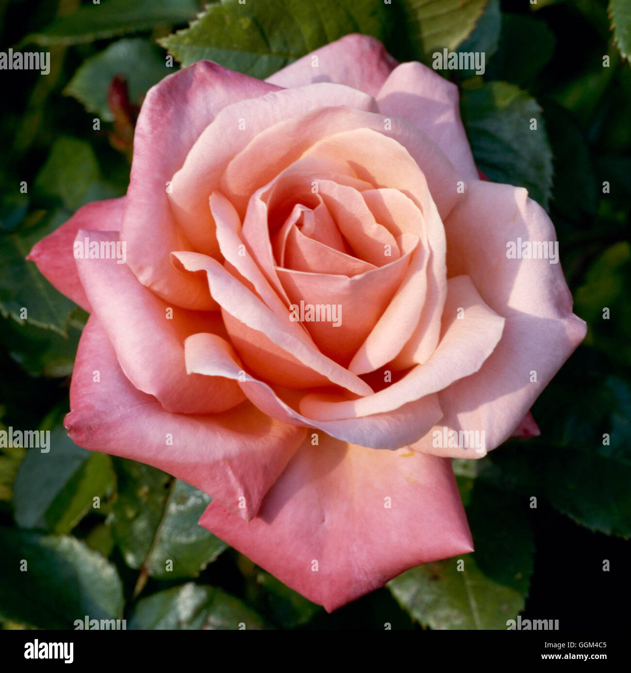 Rosa - 'Silver Jubilee' (hybride de thé) RHT024975 Banque D'Images