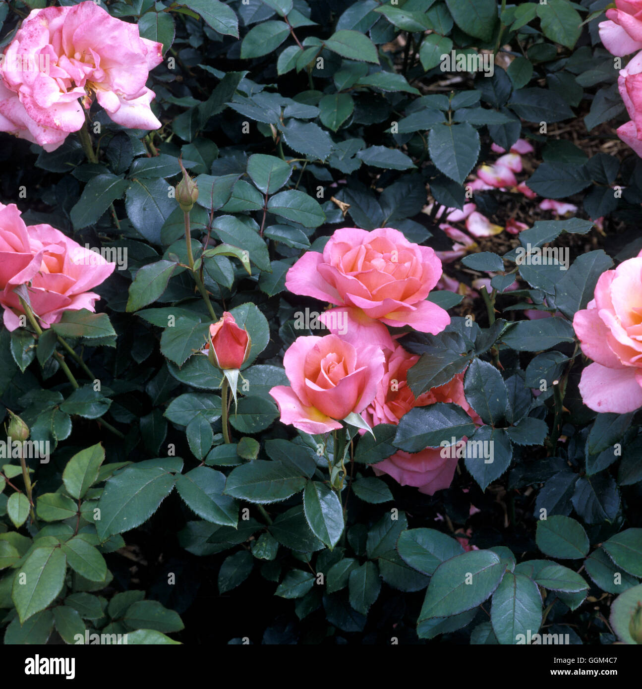 Rosa 'Belle Dame' Date : 07/07/2008 RHT027049 Banque D'Images