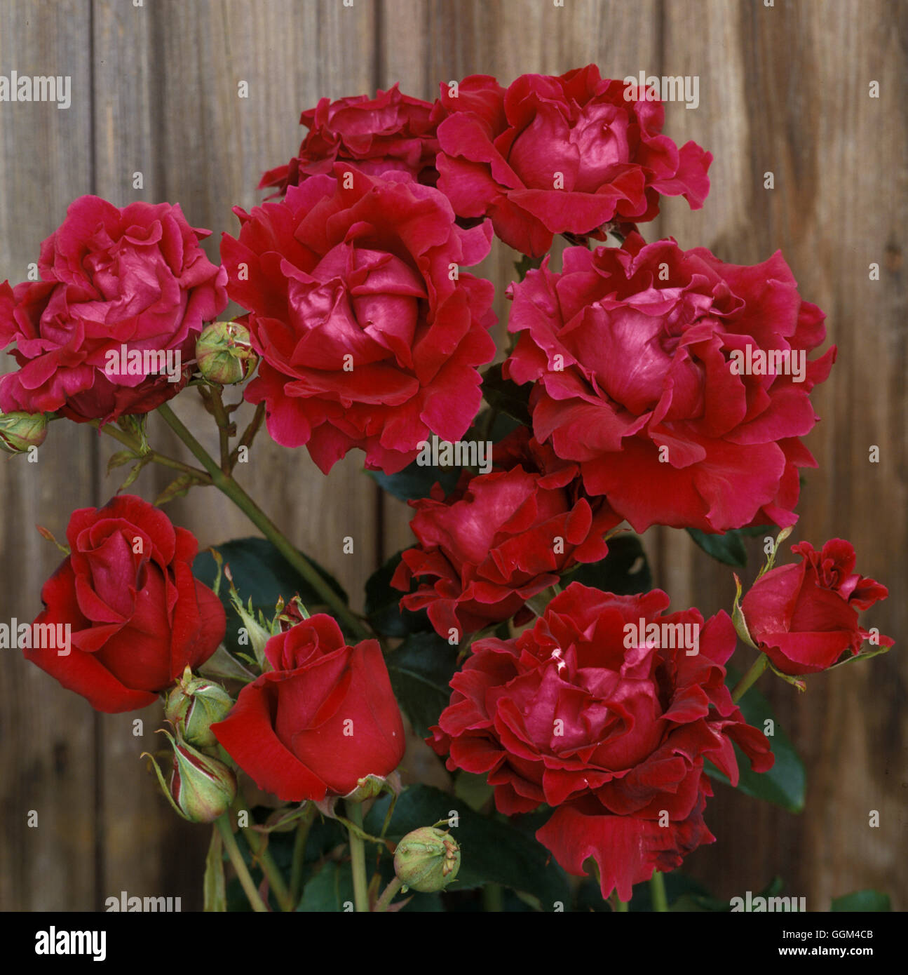 Rosa 'Josephine Bruce' Date : 07/07/2008 RHT040484 Banque D'Images