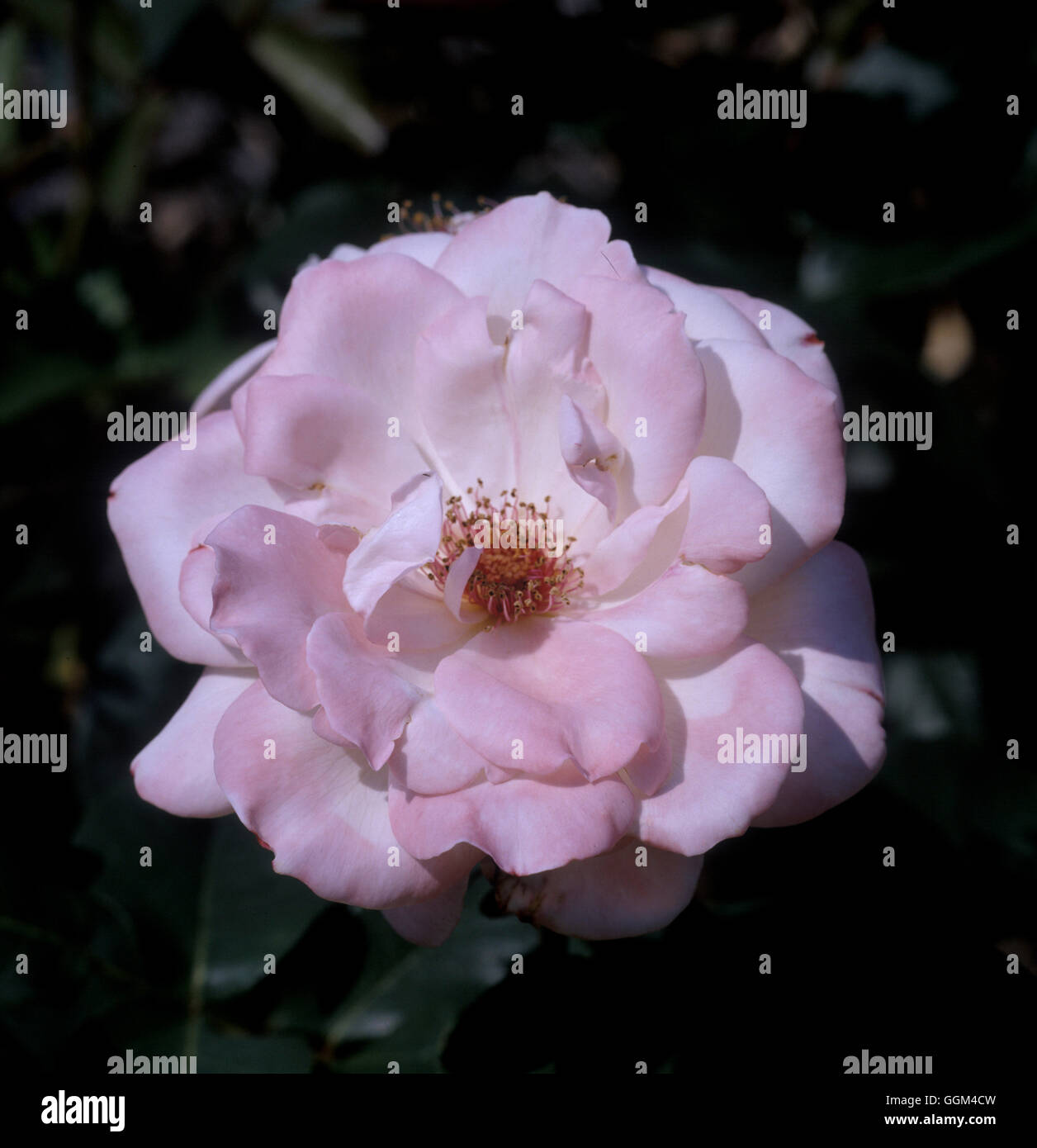 Rosa 'parfait' Date : 07/07/2008 RHT063546 Banque D'Images