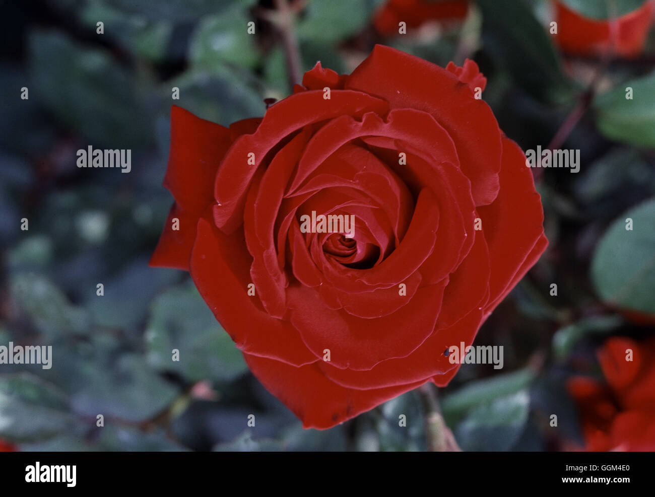 ROSA INGRID BERGMAN' AGM Hybrid Tea introduit en 1983 Date : 18/08/2008 RHT097275 Photos Court" Banque D'Images