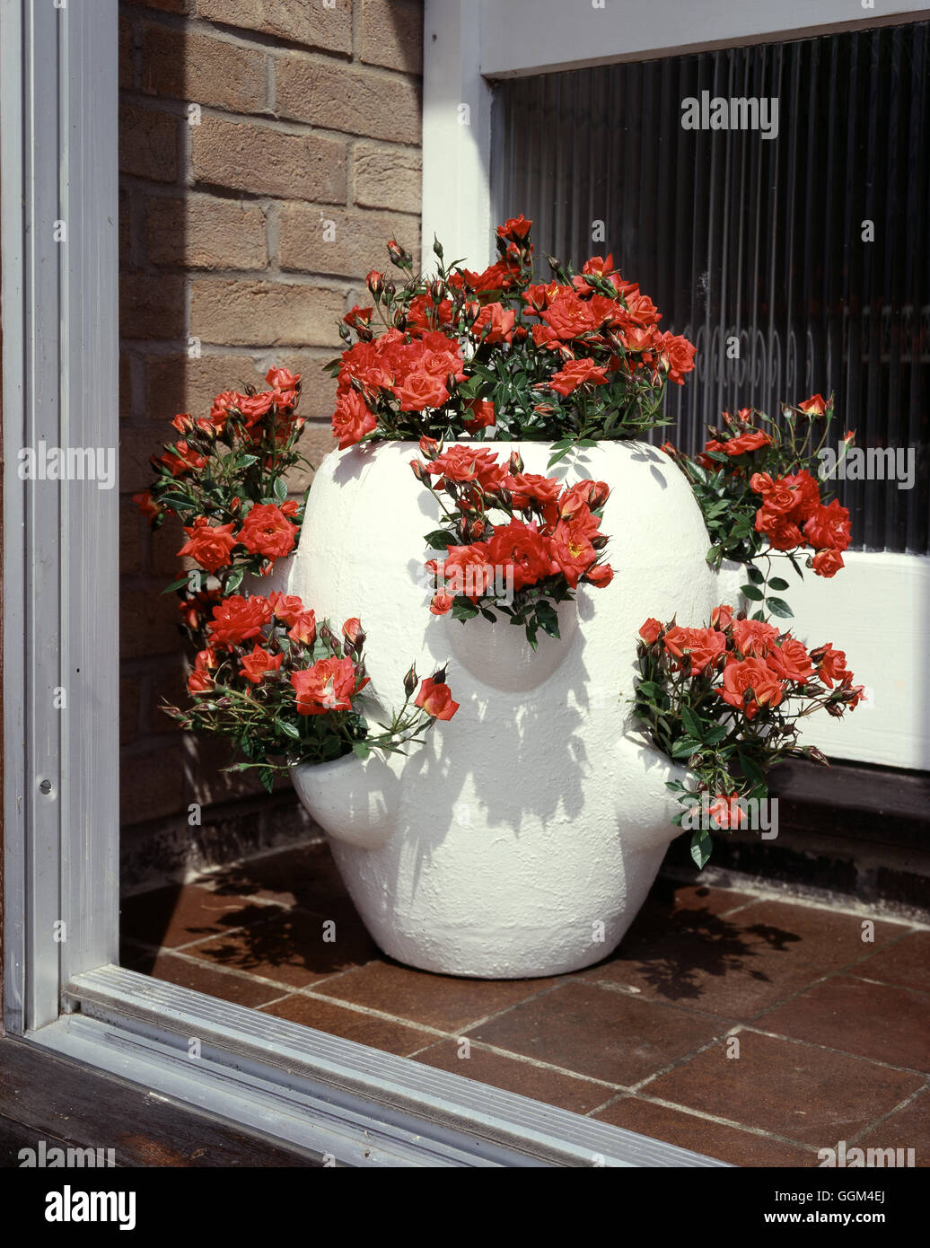 ROSA DARLING FLAME' minature roses dans herb semoir Date : 18/08/2008 RMN035987 Photos' Horticult Banque D'Images