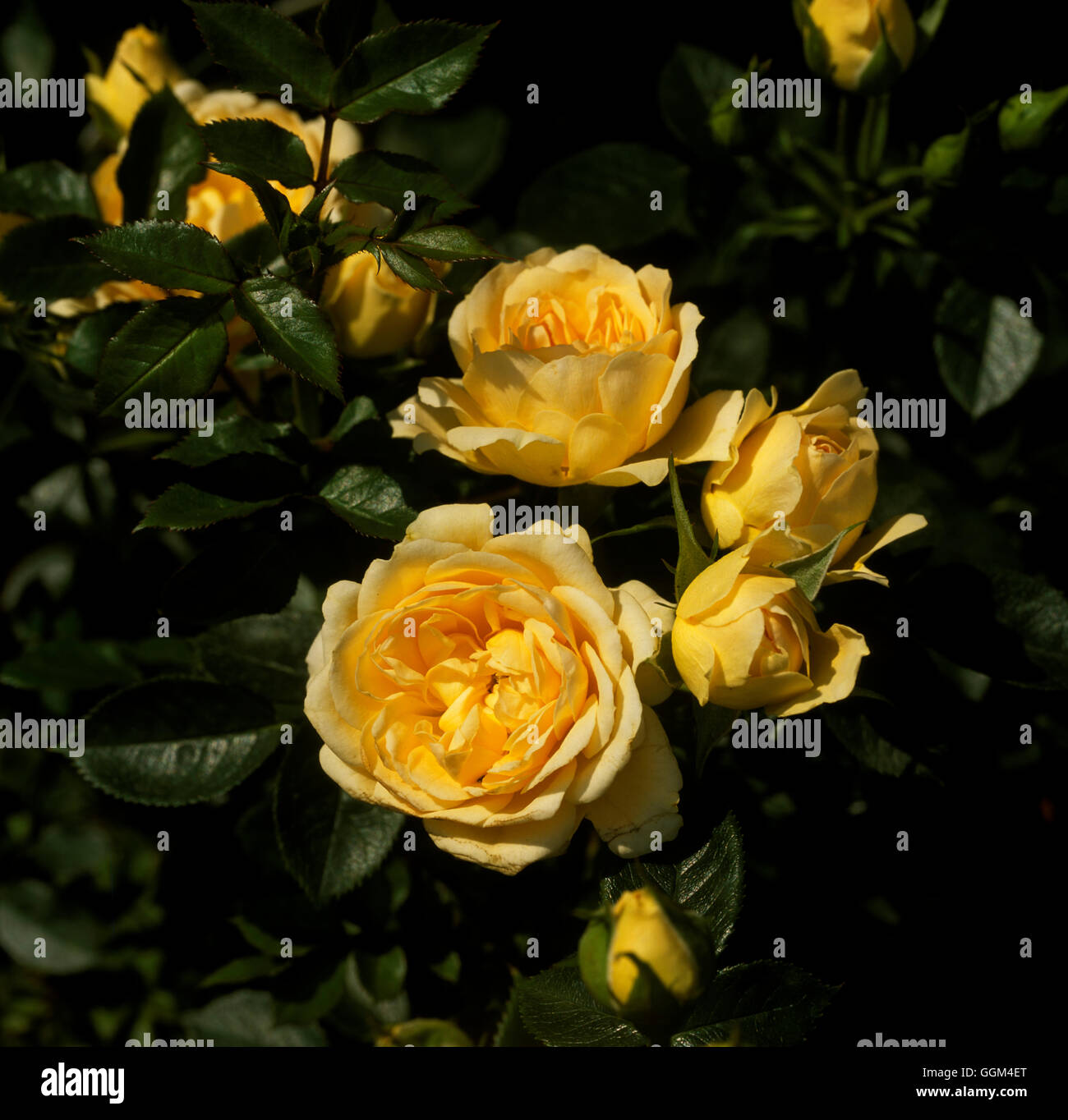 Rosa 'Sweet memories' Minature ou Patio Rose Date : 08.10.2008 RMN102933 horticoles Photos/Ph Banque D'Images