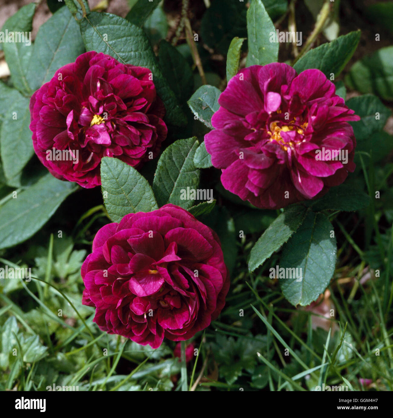 Rosa - 'Nuits de Young' - (arbuste) (Syn R. 'Vieux Black') RSH010118 Banque D'Images