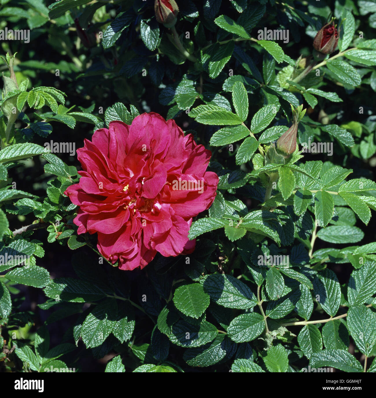 ROSA RUGOSA ROSERAIE DE L'HAY' AGA Date : 18/08/2008 RSH026149 ' Banque D'Images