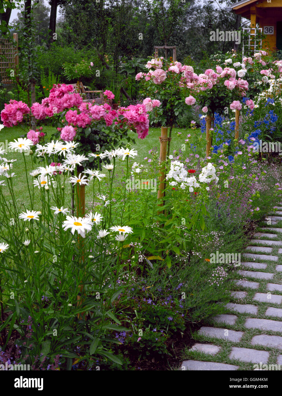 Rosiers tiges RSH077607 Banque D'Images