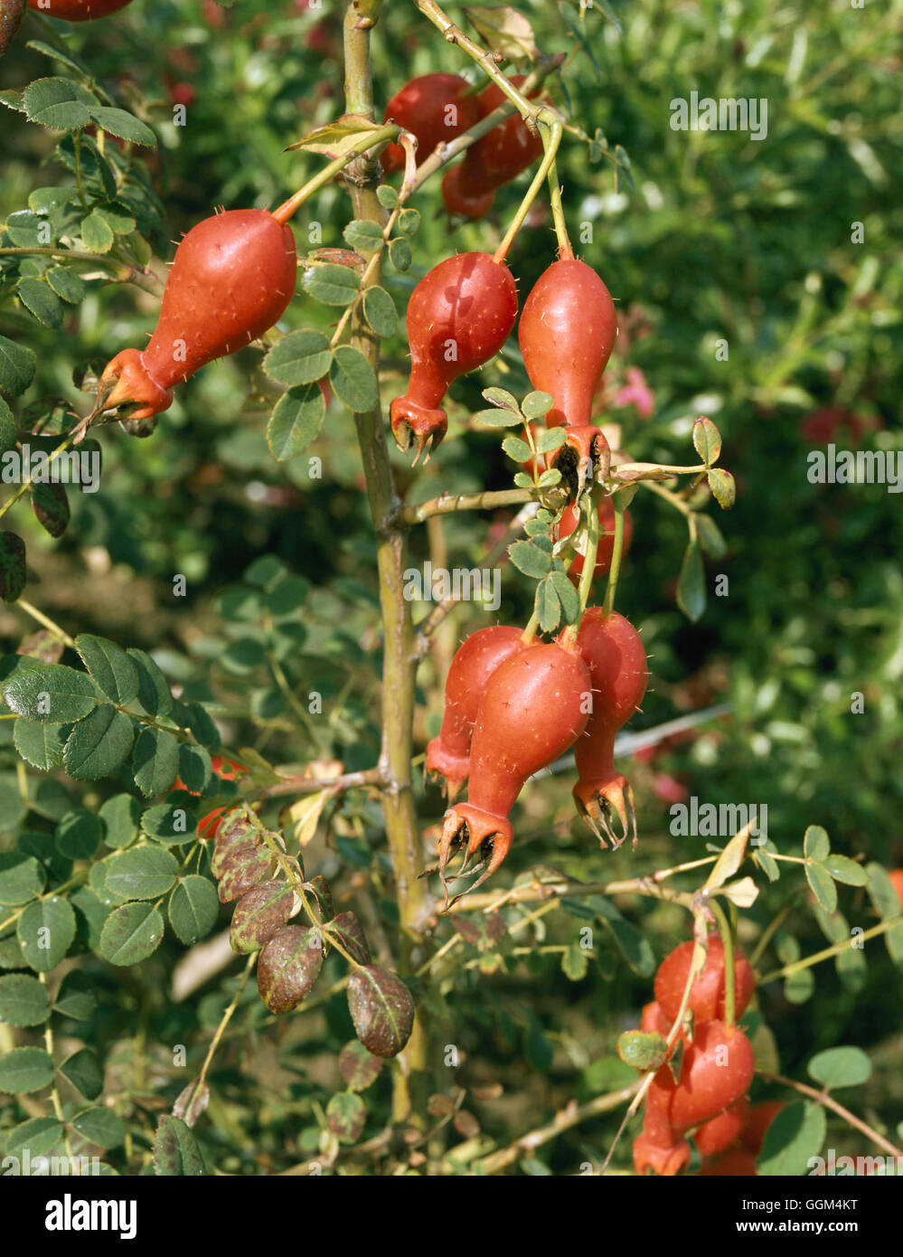 De Rosa moyesii hips - 'Geranium' RSH081615 Banque D'Images