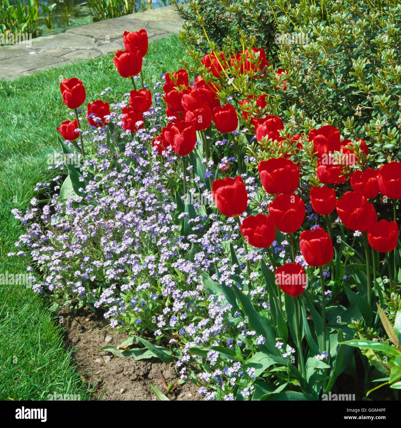 Ressorts - avec des tulipes et Myosotis (Forget-Me-nots) SBG032706 Banque D'Images