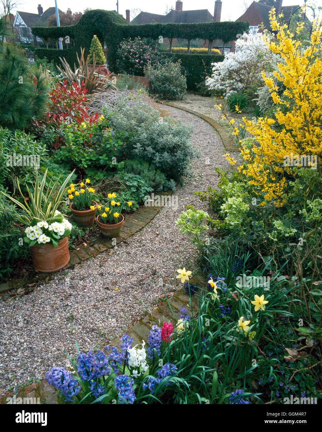 Jardin de printemps - avec les ampoules Helleborus Forsythia et Magnolia en fleurs en mars SBG PH074356 Banque D'Images