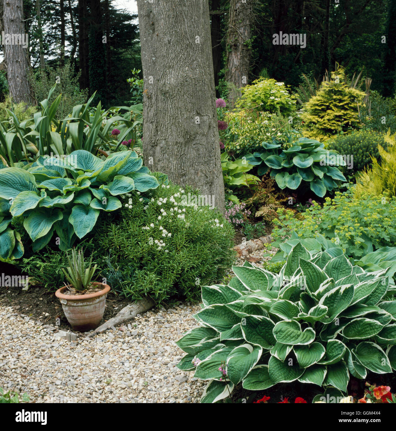 Jardin d'ombre - avec des Hostas - (photos : Photos Hort/Golf Cott. End) de SHG095721 Photos Hort Banque D'Images