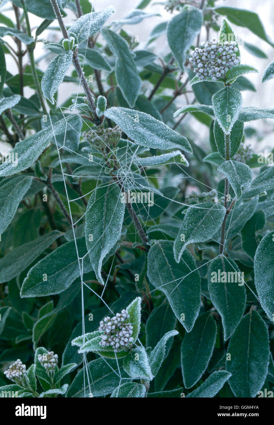 - Le gel sur Viburnum avec Spider's Web SSF024056 Banque D'Images