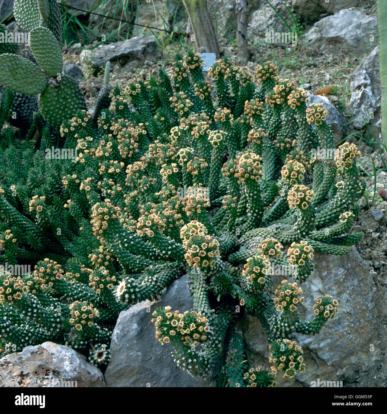 Euphorbia caput-medusae - Tête de Méduse'''''''horticulture SUC006975 ' Banque D'Images