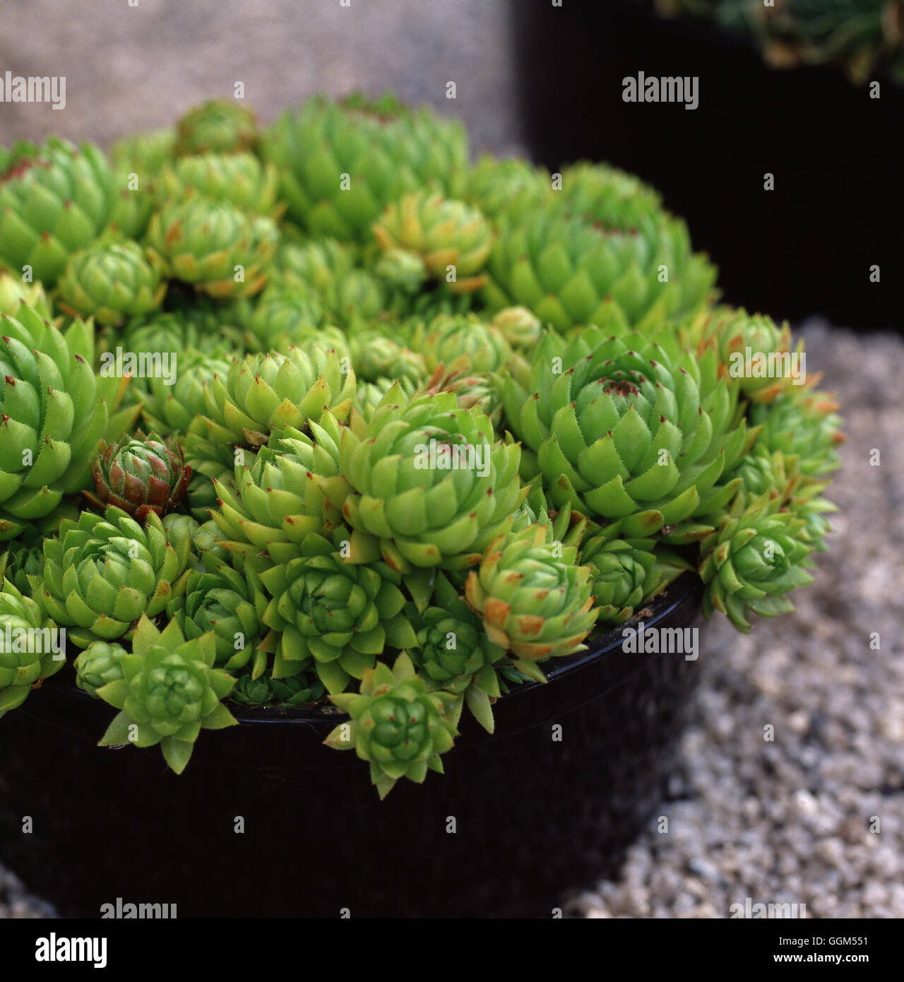 JOVIBARBA HIRTA BOREALIS' Date : 18/08/2008 SUC060207 ' Banque D'Images