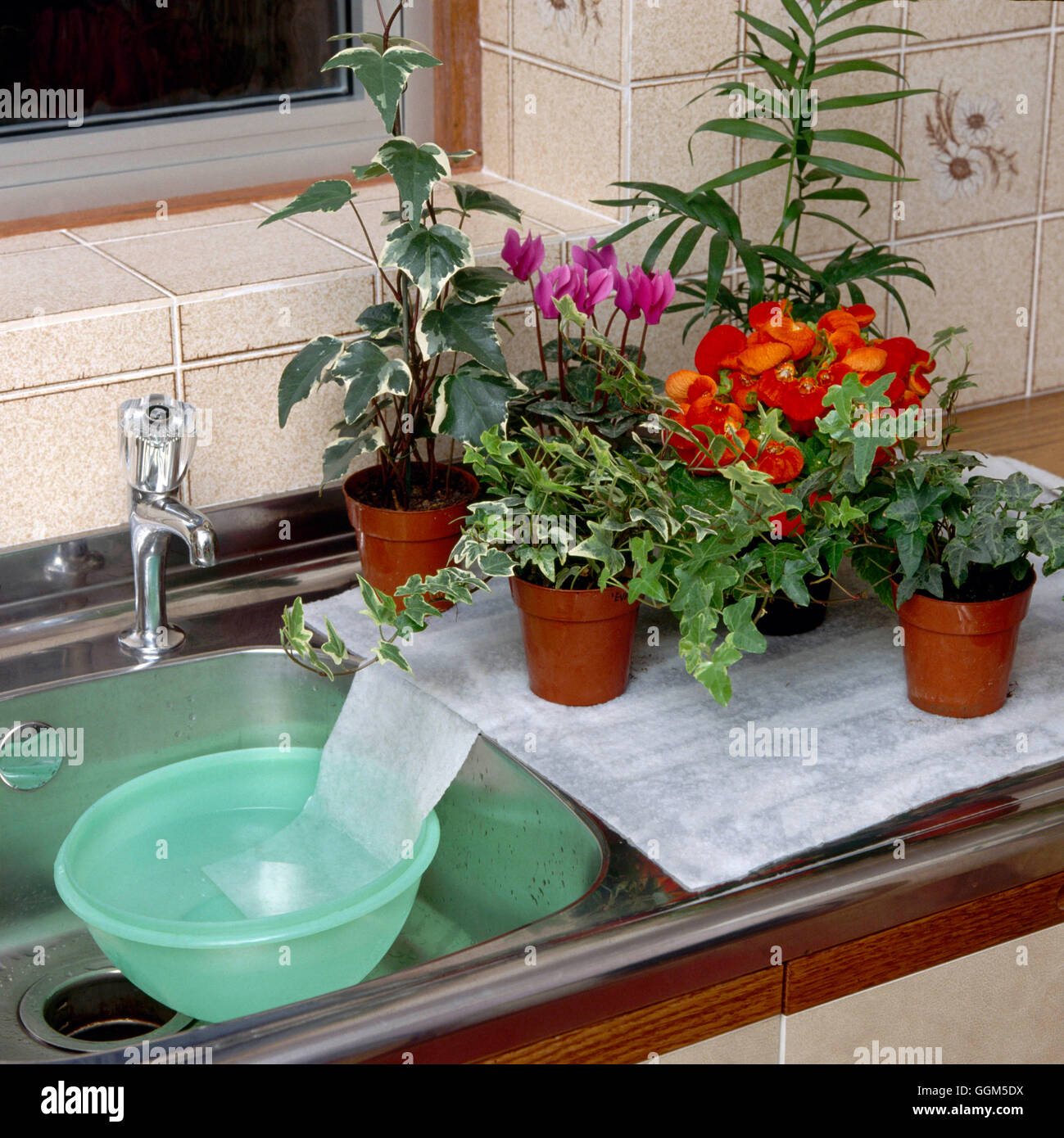 Plante d'Care - tapis capillaire utilisé pour les plantes d'eau durant vos vacances. (L'eau de vos flux d'bol.) TAS0372 Banque D'Images
