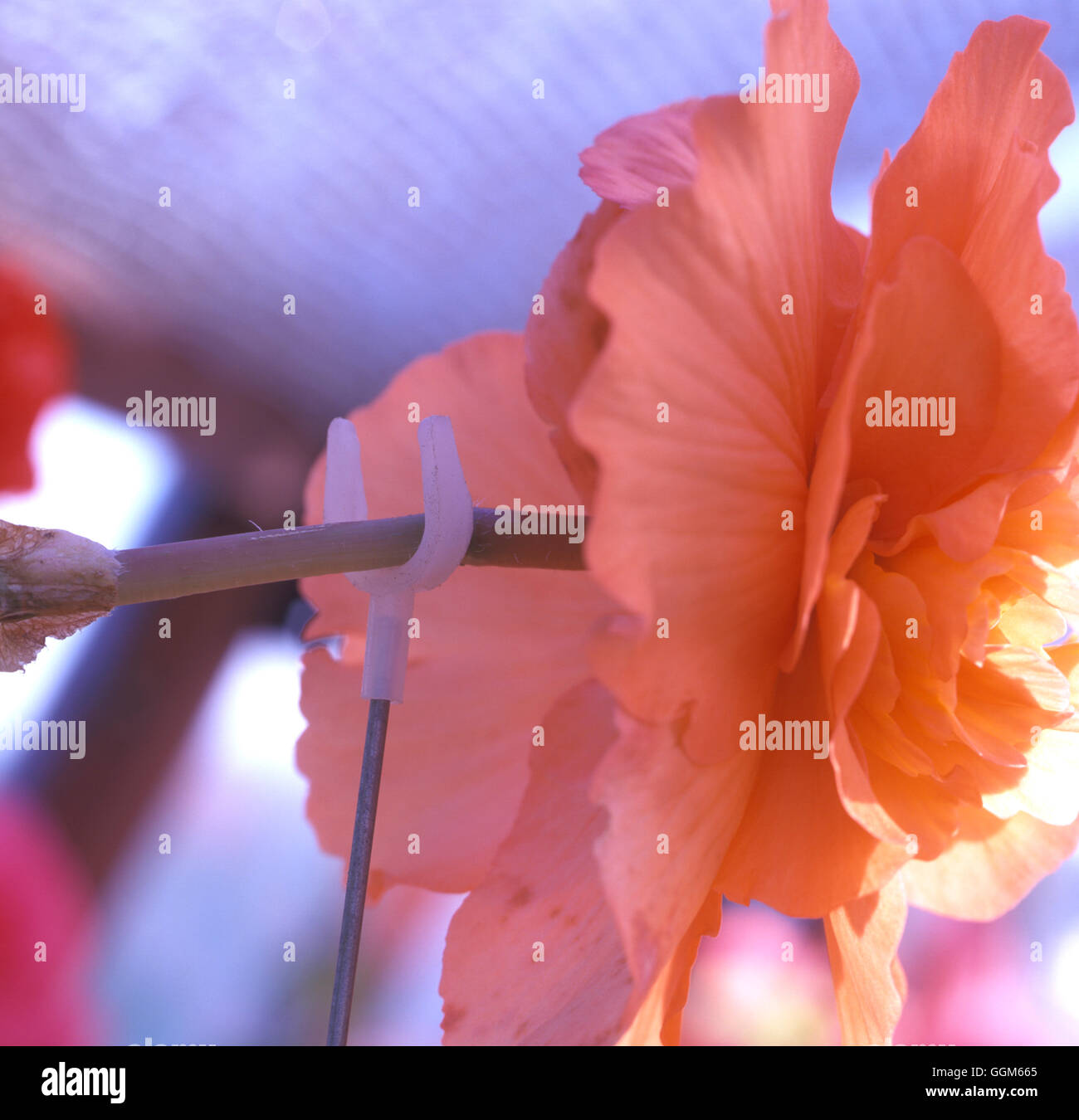 L'appui/soutien Fleur de jalonnement sur détail bégonia tubéreux Date : 16.07.08 TAS086974 Photos Horti Banque D'Images