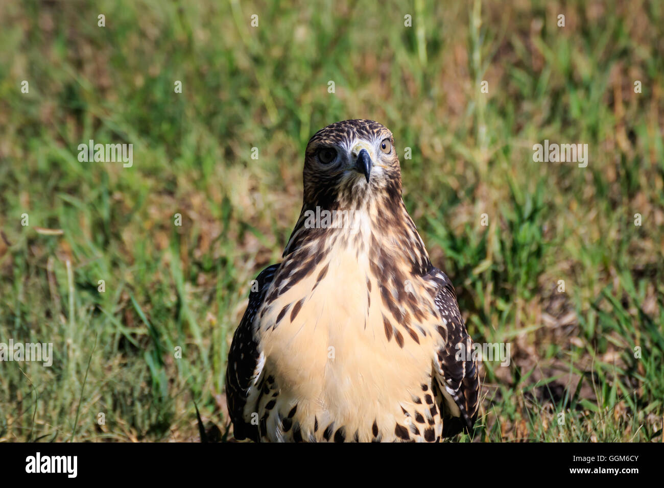 Un jeune Red-Tail Hawk pose tout en restant assis dans un champ Banque D'Images