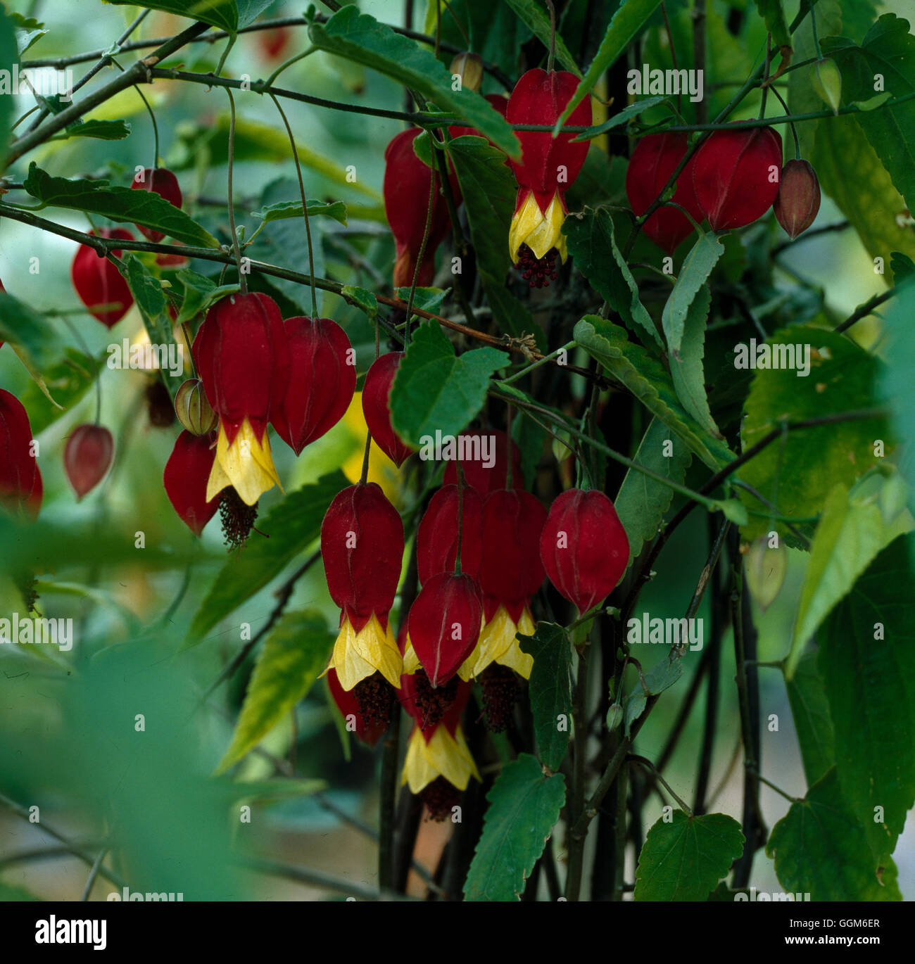 ABUTILON MEGAPOTAMICUM AGA Date : 18/08/2008 TRS002118 Banque D'Images