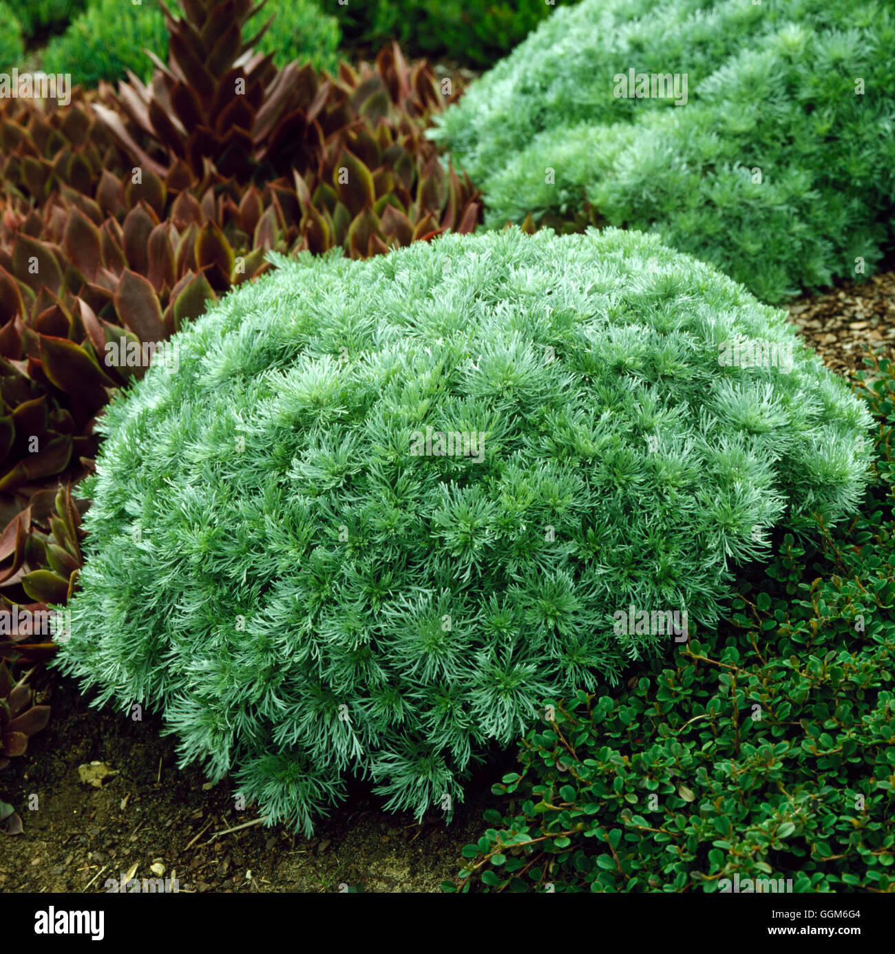 Artemisia schmidtiana 'Nana' - TRS AGA002703 Banque D'Images