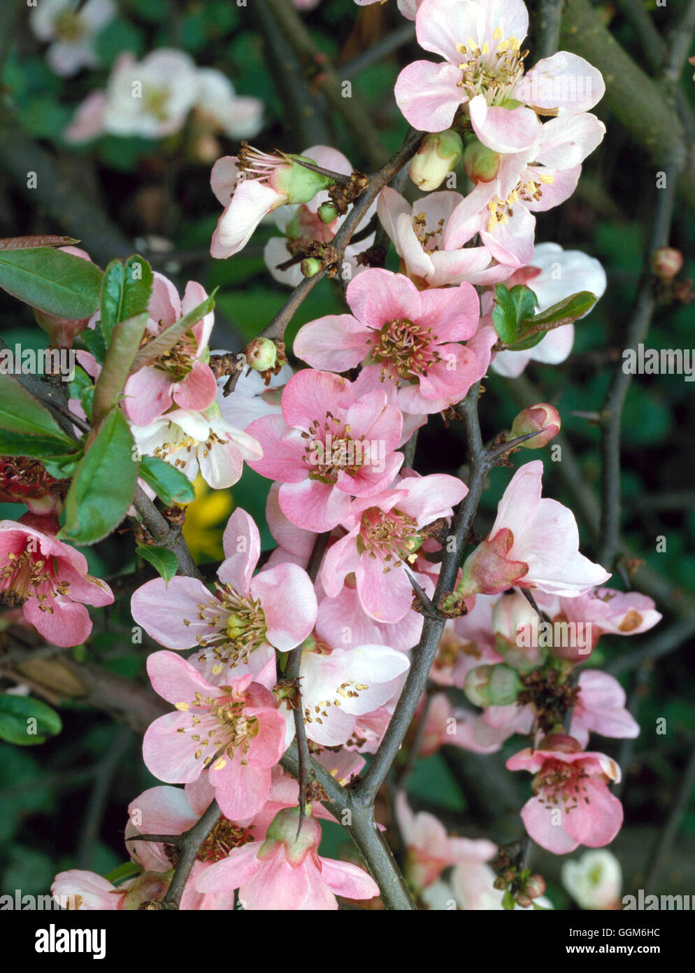 Chaenomeles x superba - 'Coral Sea' TRS003349 Banque D'Images