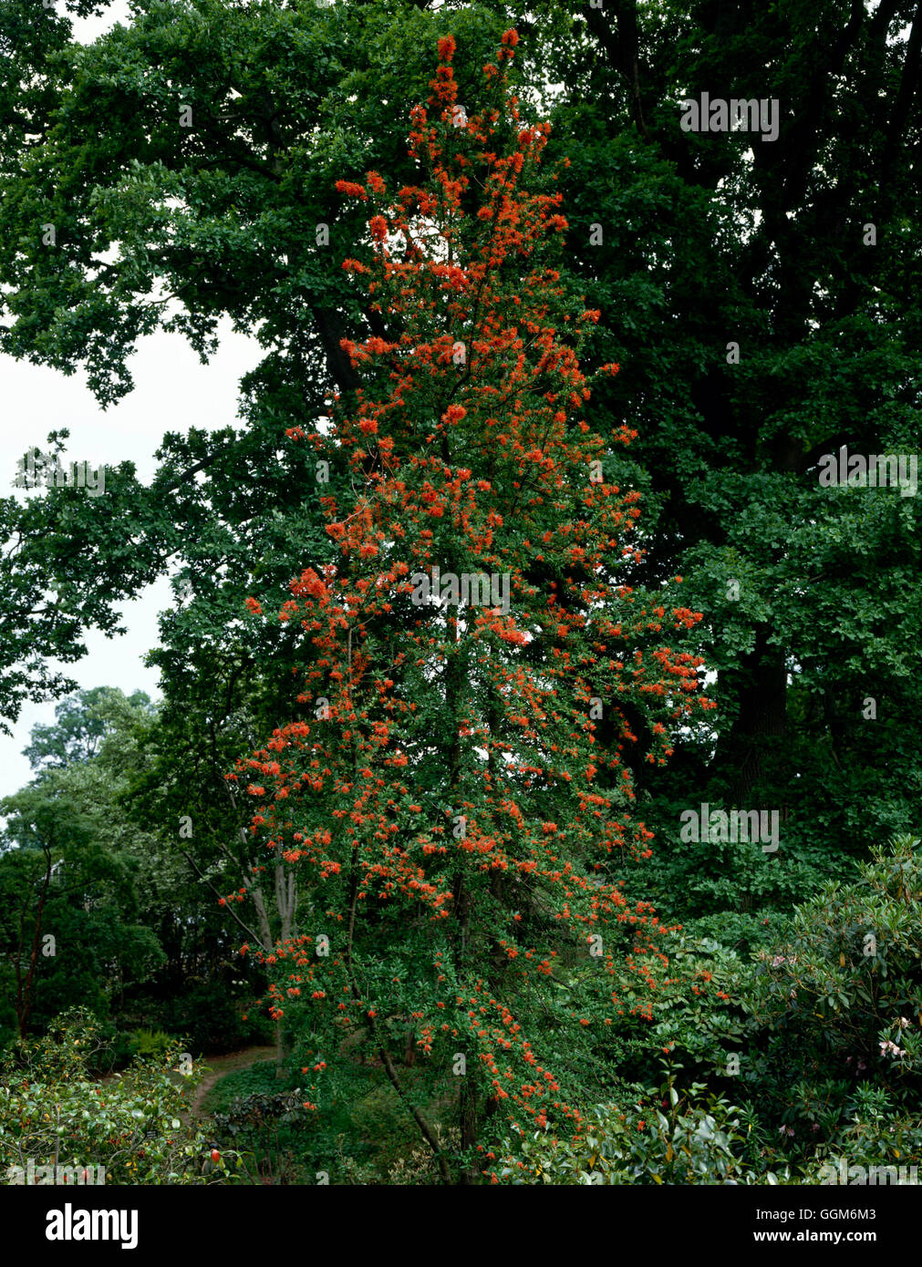 Embothrium coccineum découverte - groupe Lanceotalum TRS004315 Banque D'Images