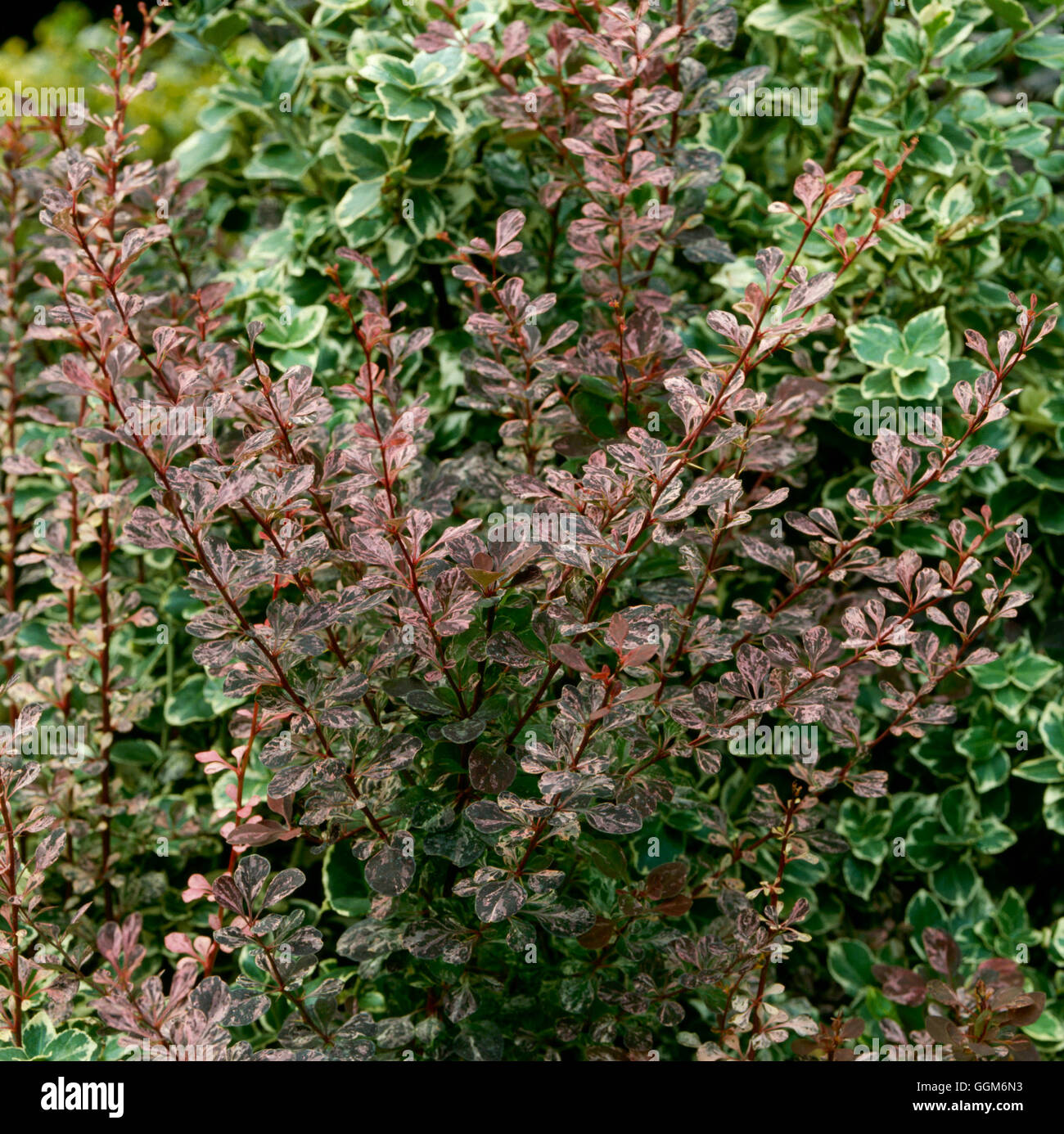 Berberis thunbergii atropurpurea. f - 'Rose Glow' AGM TRS004668 Banque D'Images
