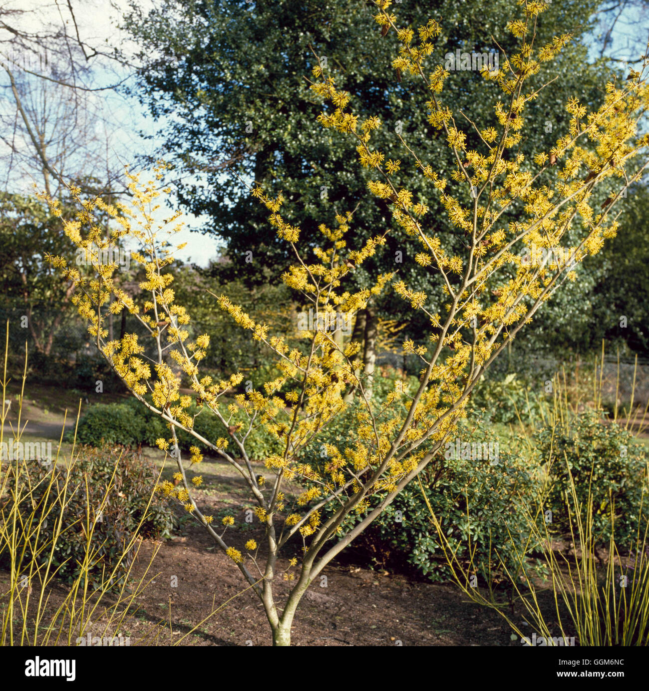 Hamamelis x intermedia 'Pallida' AGM - TRS004874 Banque D'Images