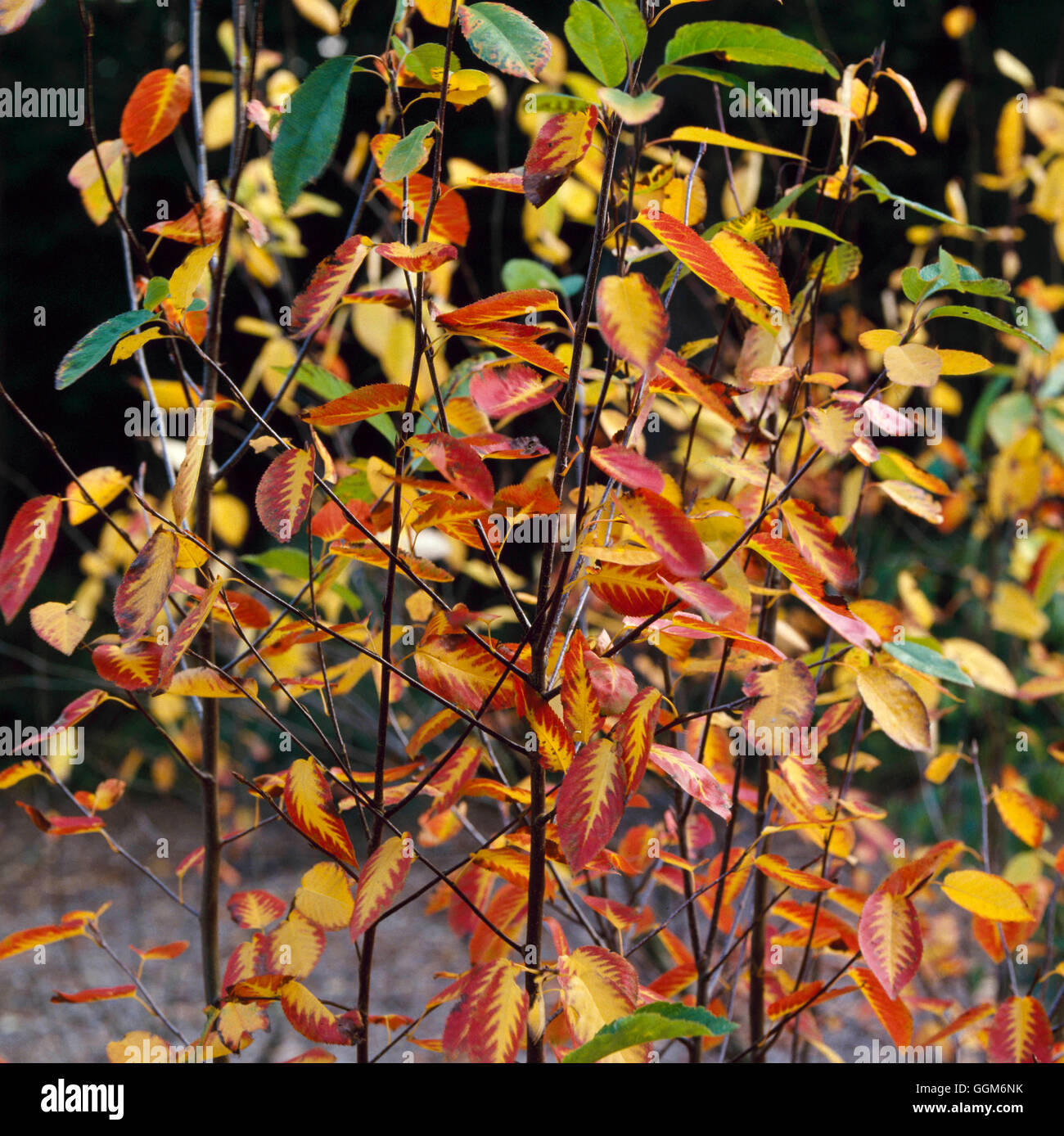 L'Amelanchier laevis - en automne couleur TRS005341 Banque D'Images