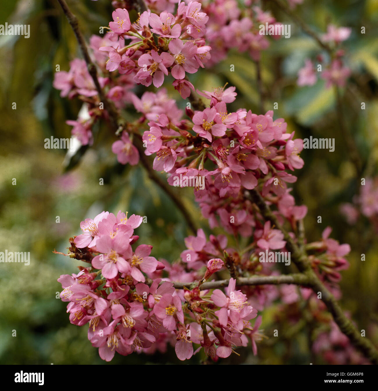 PRUNUS KURSAR' AGM close-up de Blossom Date : 18/08/2008 TRS005581 horticoles Photos/Photos' Banque D'Images