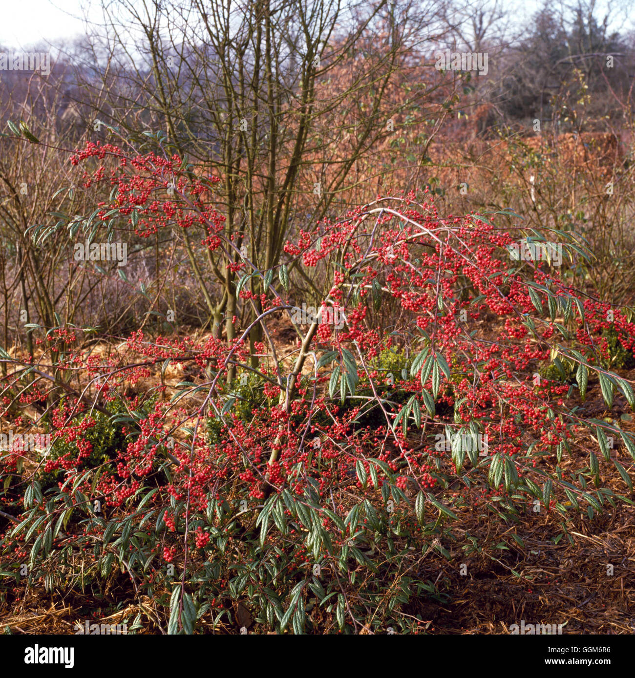 Cotoneaster floccosus TRS006841 Banque D'Images