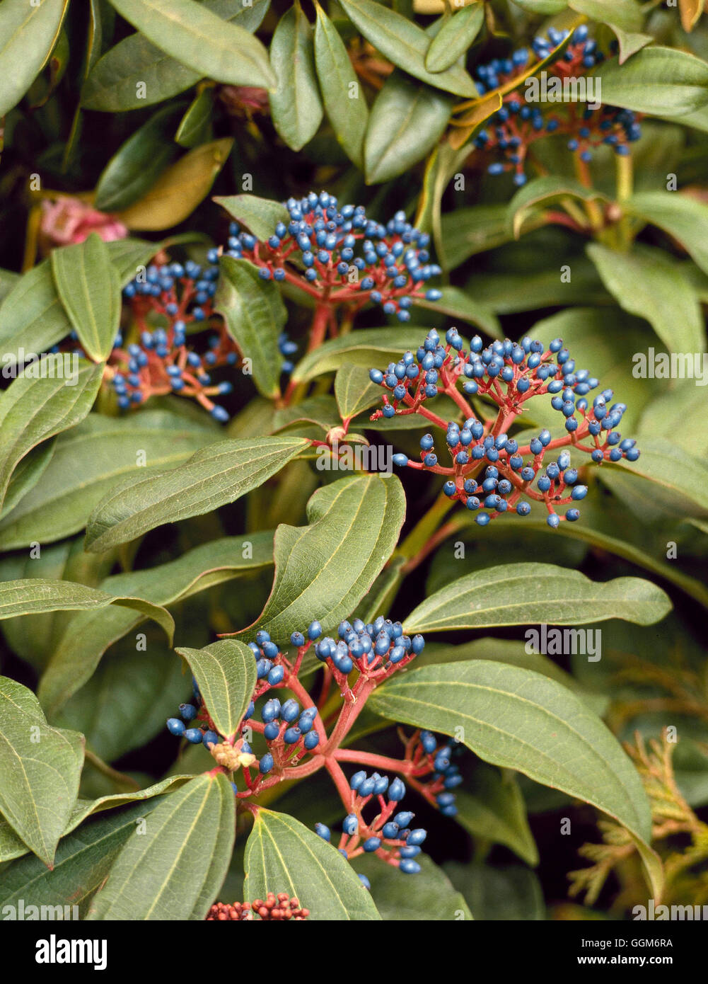 Viburnum davidii Banque de photographies et d’images à haute résolution