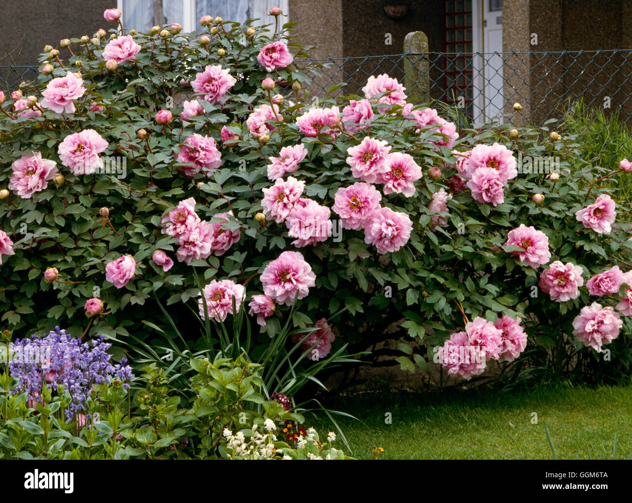 Paeonia suffruticosa - 'Kamada-nishiki' TRS007836 Banque D'Images