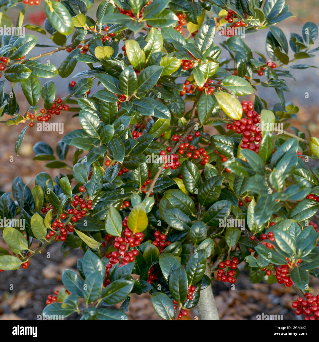 Ilex aquifolium '- J C van Tol' AGM (femelle) TRS010963 Banque D'Images