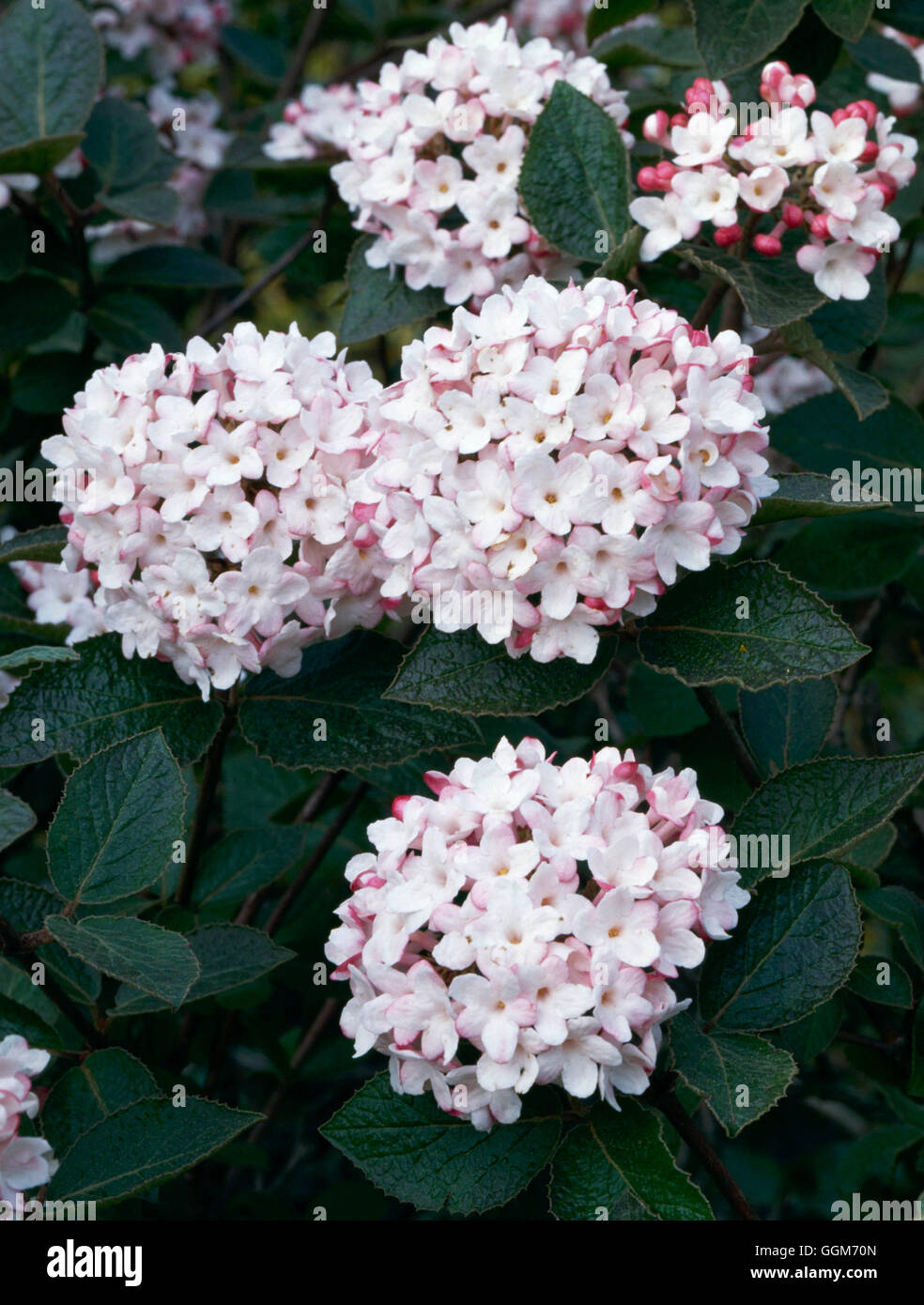 Viburnum carlesii diana Banque de photographies et d’images à haute