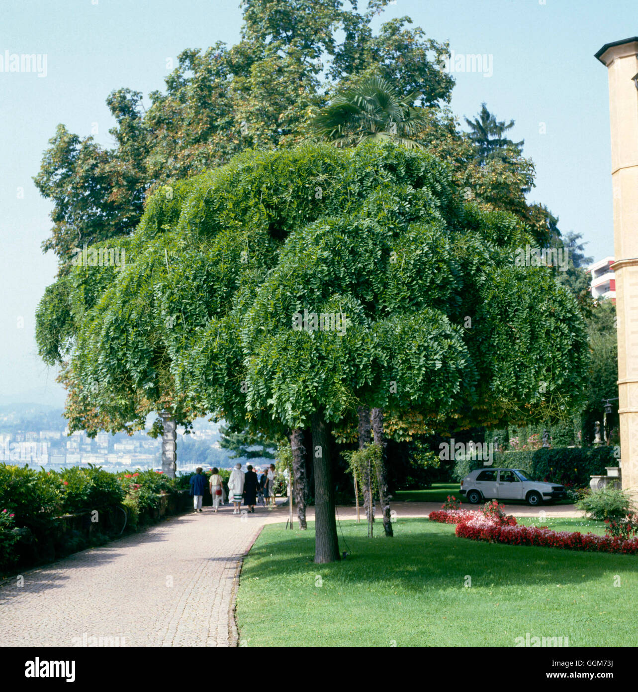 Sophora japonica 'Pendula' TRS019247 Banque D'Images