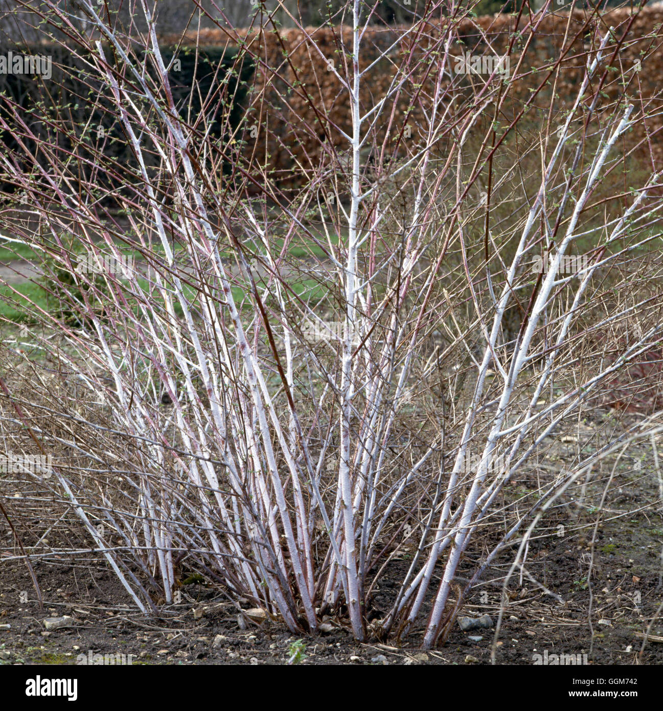 Rubus thibetanus - Syn (R.T. 'Silver Fern') TRS019759 Banque D'Images