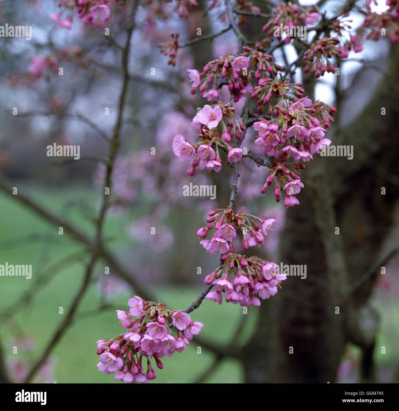 PRUNUS KURSAR' AGM close-up de Blossom Date : 18/08/2008 TRS019762 horticoles Photos/Photos' Banque D'Images
