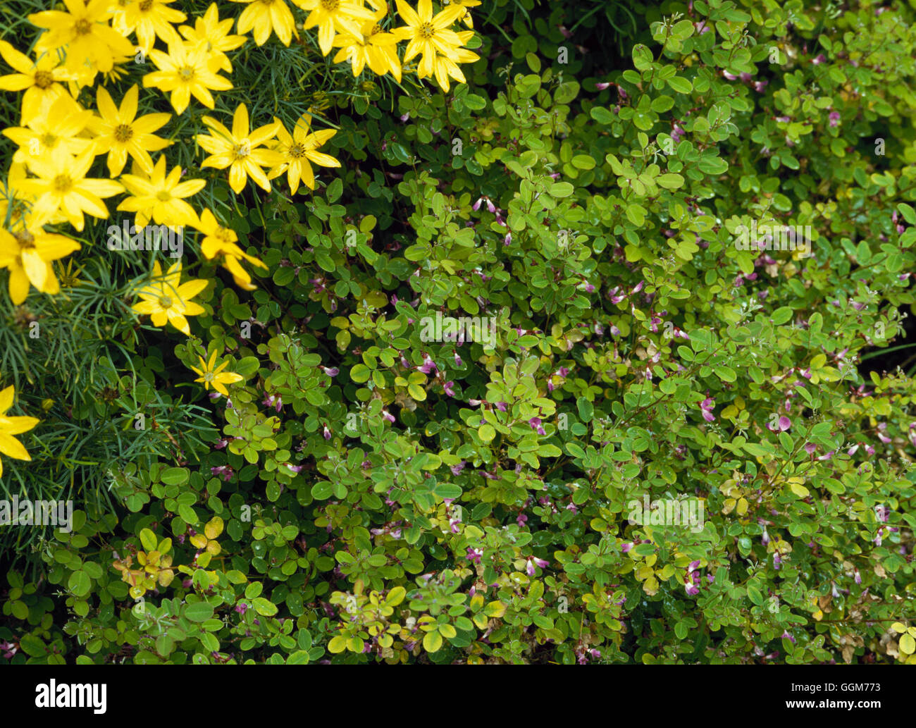 Lespedeza bicolor- 'Yakushima' TRS023224 Banque D'Images