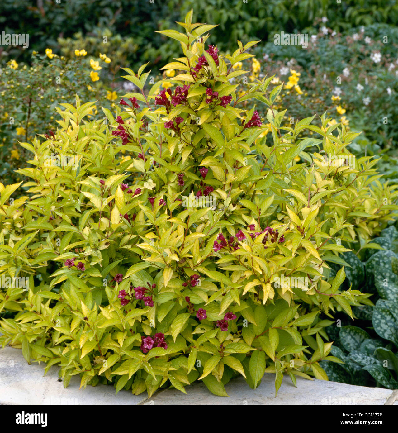 Weigela briant rubidor Banque de photographies et d???images ?? haute