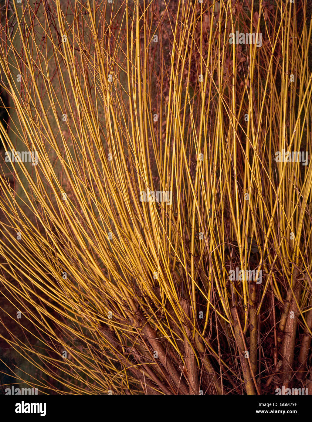 Salix alba - subsp. vitellina TRS025468 Banque D'Images