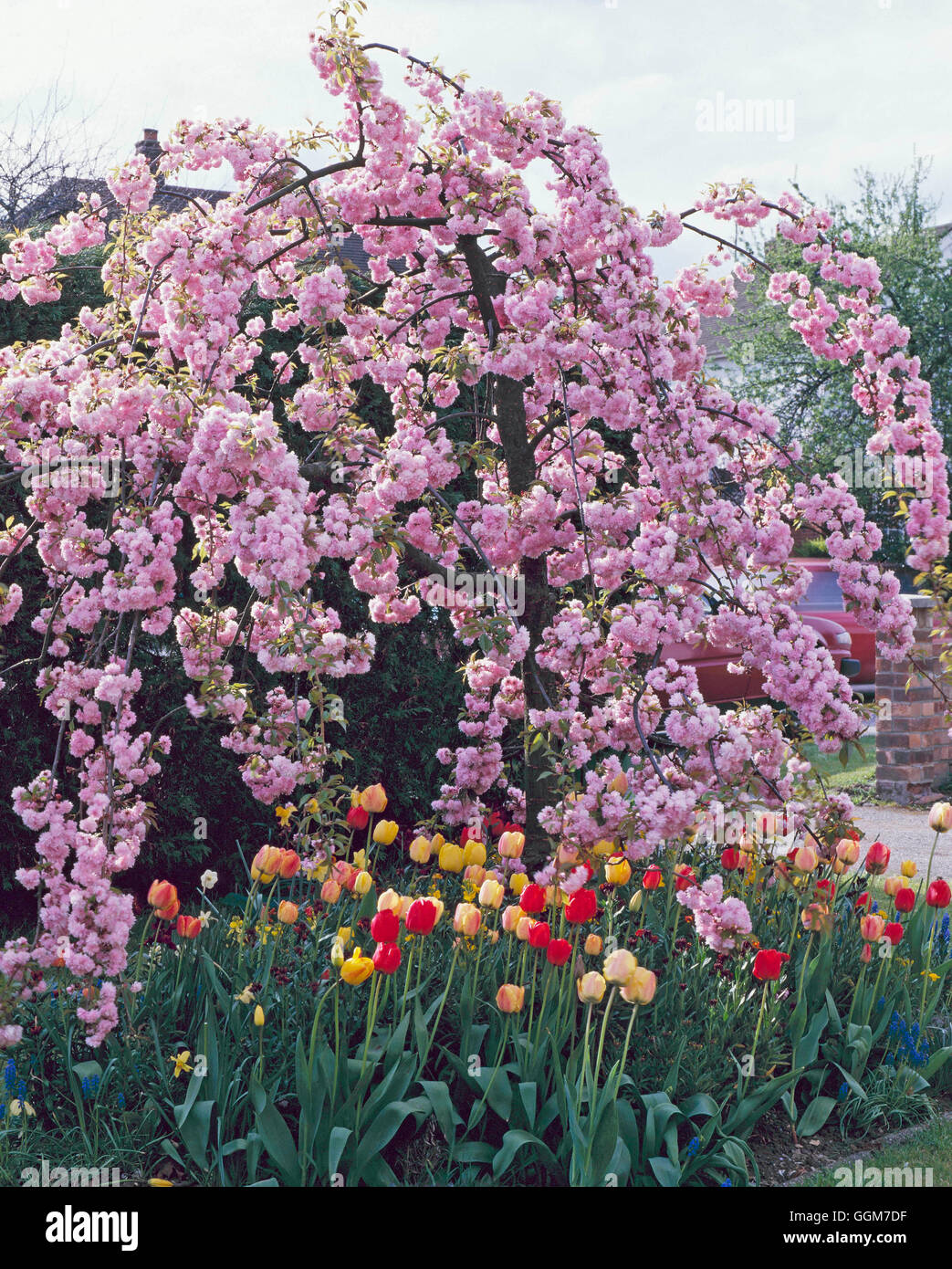 - 'Prunus Kiku-shidare-zakura' AGM - souvent appelé Cheal's Weeping Cherry TRS028355 Pho Banque D'Images