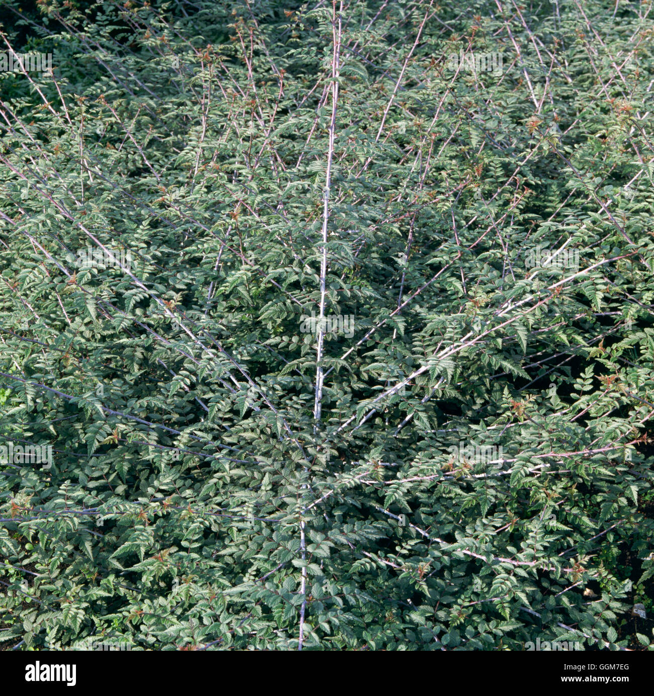 Rubus thibetanus - Syn (R.T. 'Silver Fern') TRS029291 Banque D'Images