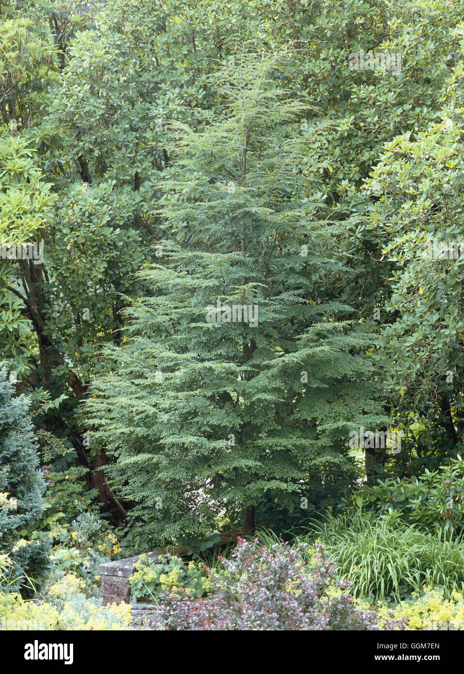 Nothofagus antarctica TRS029435 Banque D'Images
