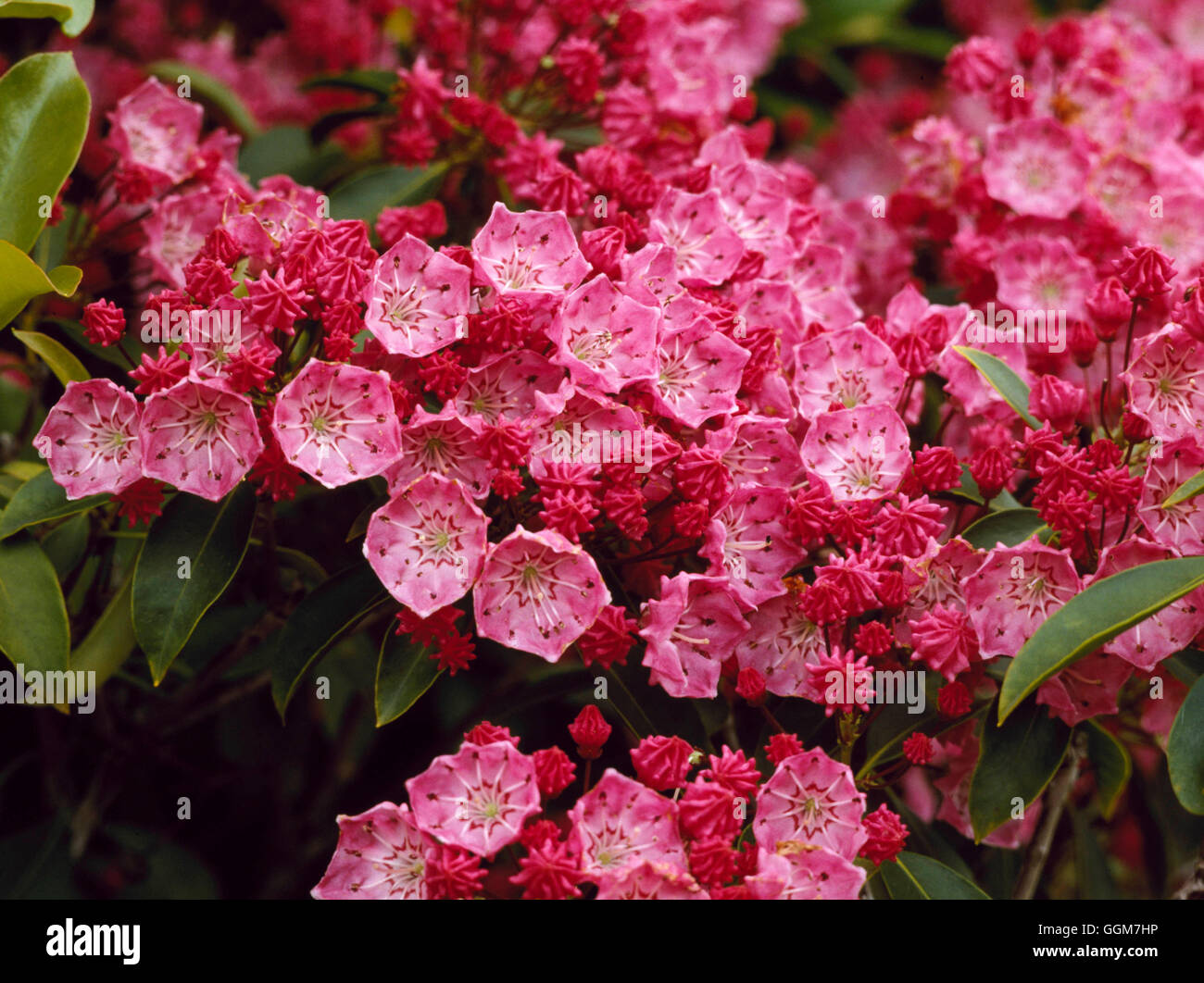 Kalmia latifolia - 'Clementine Churchill' TRS036197 Banque D'Images