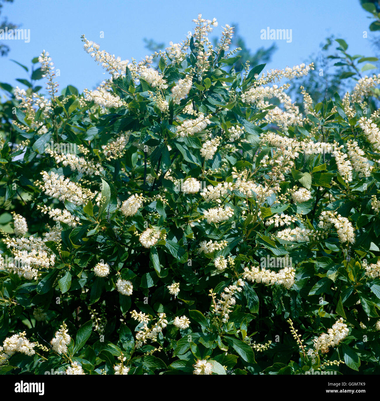 - Clethra alnifolia 'Rosea' TRS045045 Banque D'Images