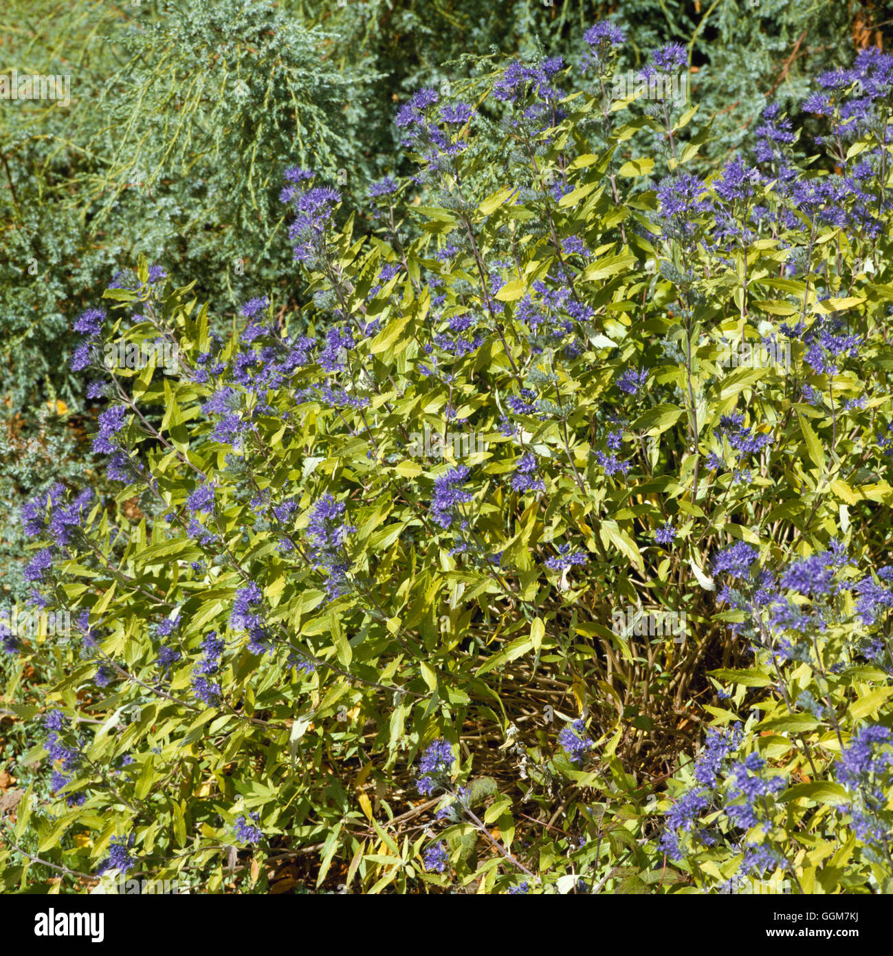 Caryopteris x clandonensis Worcester Gold' - 'TRS AGA046420 Banque D'Images