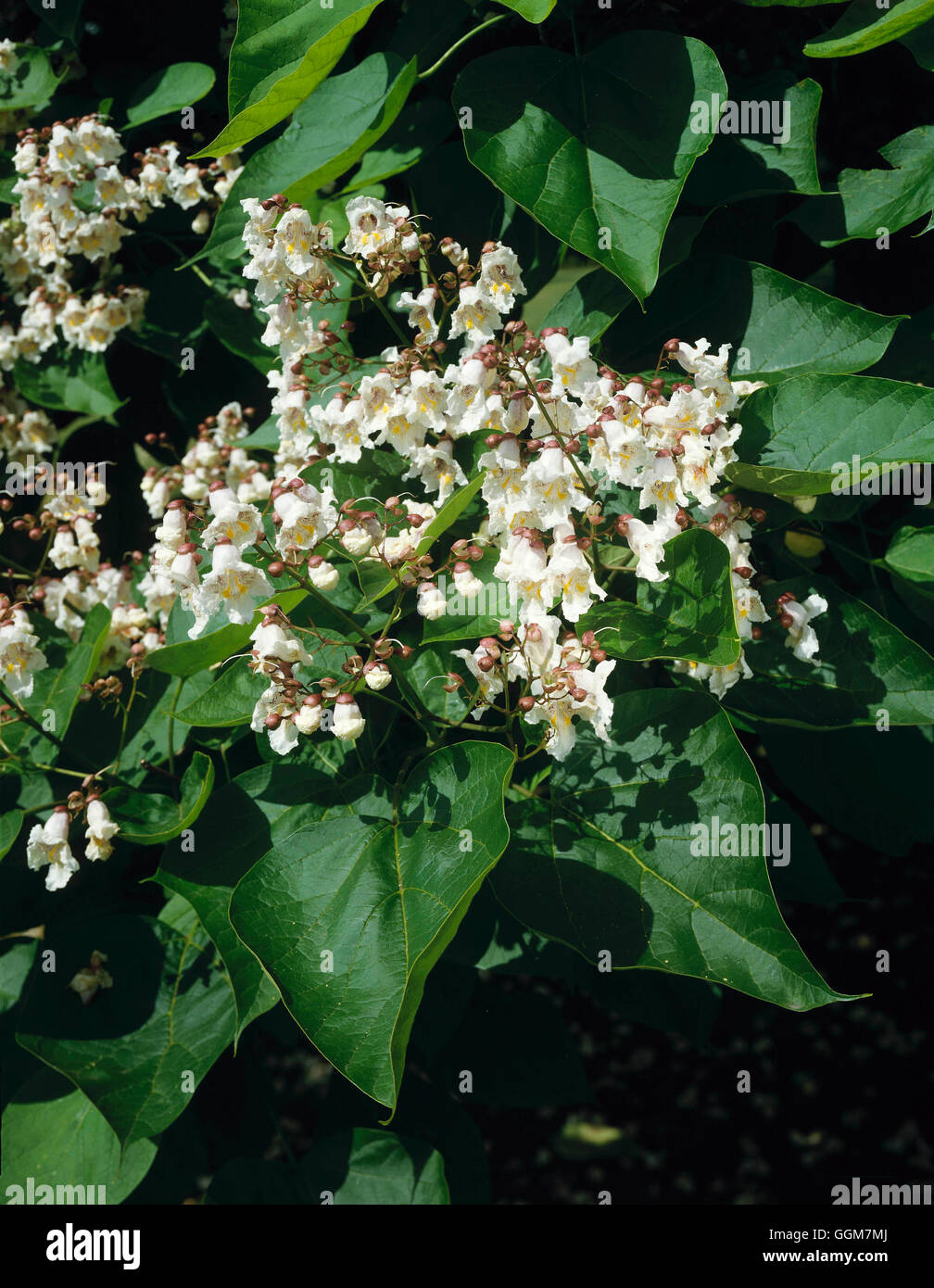 Catalpa bignonioides - en fleur arbre Bean Indien TRS081471 Banque D'Images