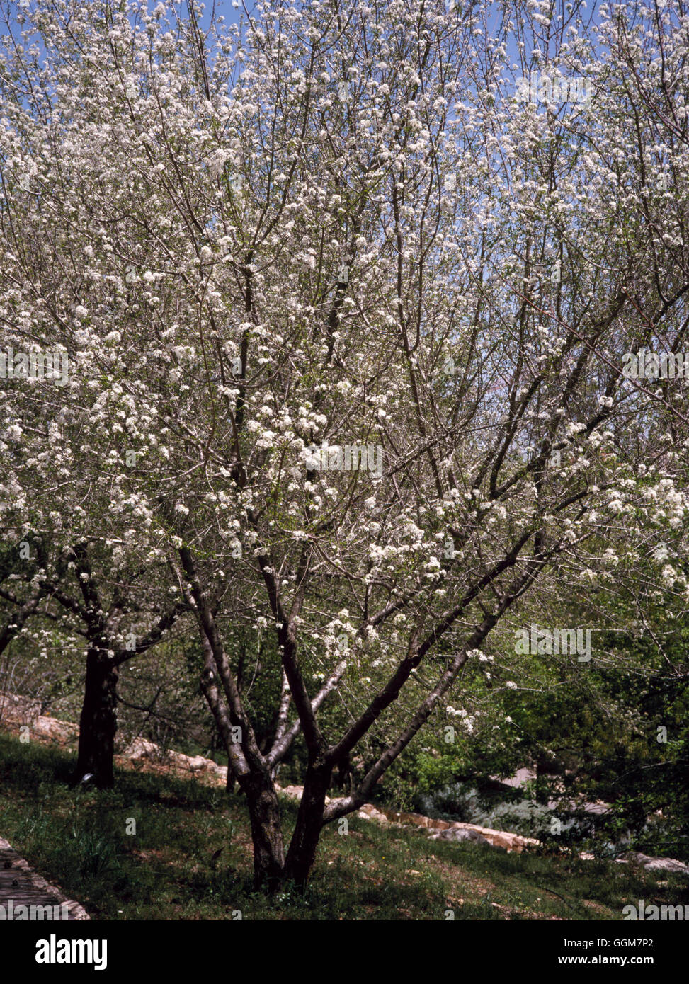 Prunus mahaleb Cerisier de Sainte Lucie - TRS083313 Banque D'Images
