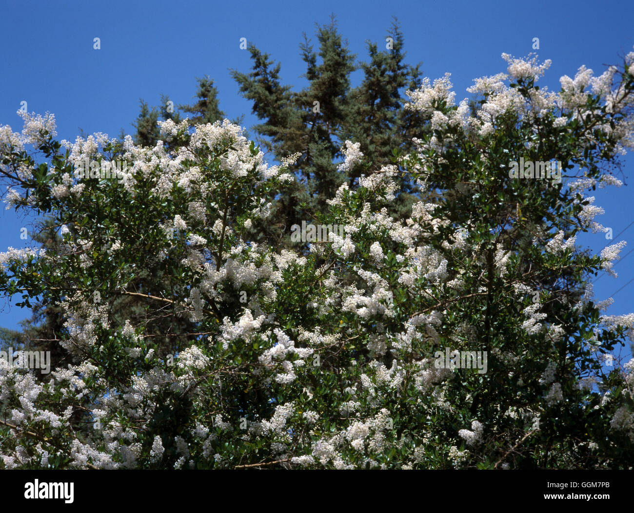 CEANOTHUS AMERICANUS NEW JERSEY TREE' Date : 18/08/2008 trs/horticoles Photos083303 Photosho' Banque D'Images