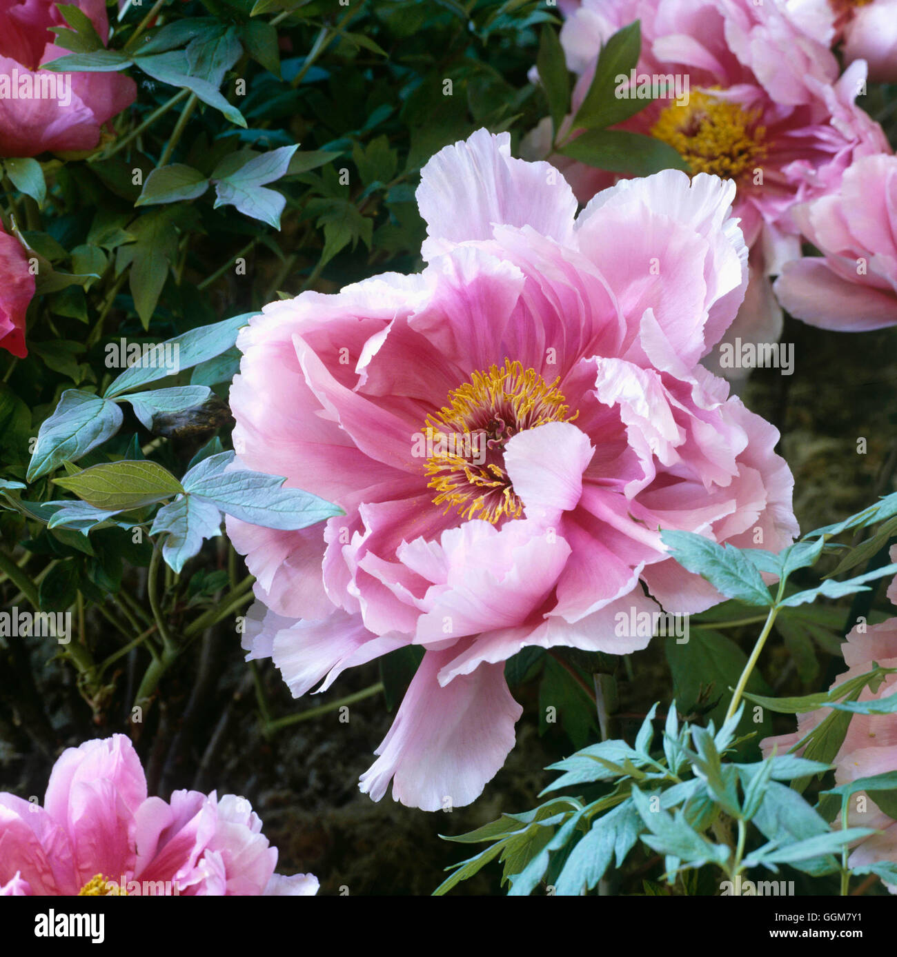 Paeonia suffruticosa - 'Alice Palmer' TRS062183 Banque D'Images