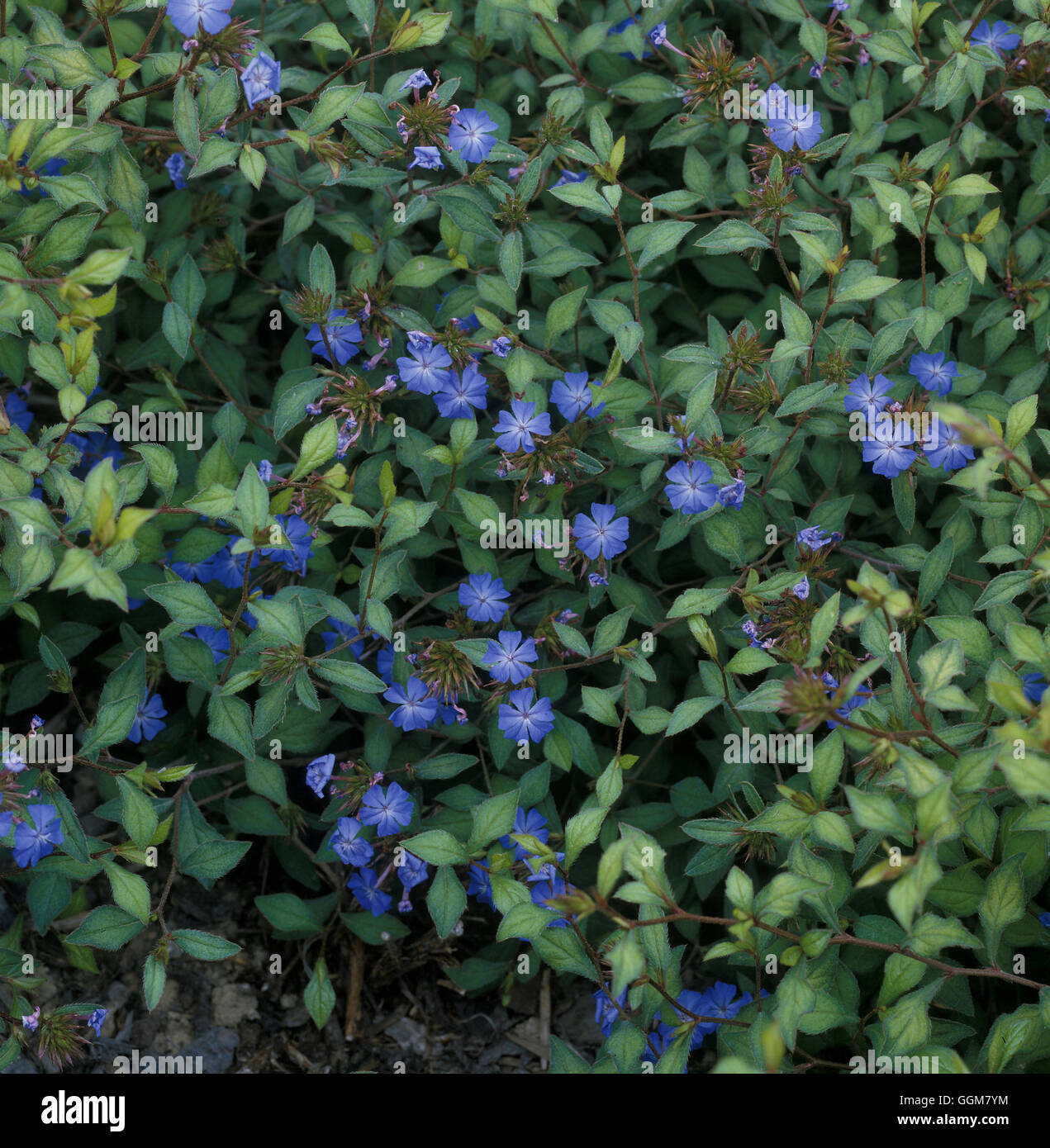 Ceratostigma willmottianum AGM (HDRA - Organic) Date : 30.06.08 Sdt064050 horticoles Photos/P Banque D'Images